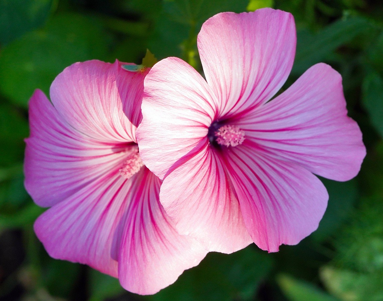 fleur d’hibiscus