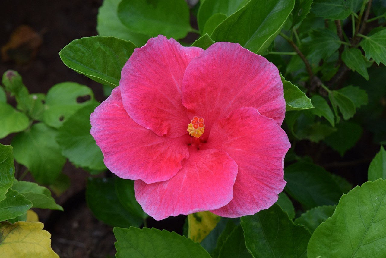 fleur d’hibiscus