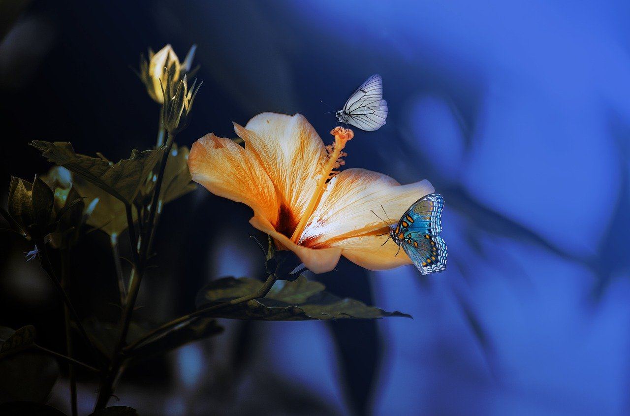 fleur d’hibiscus et papillon