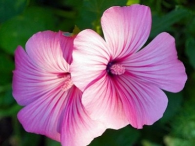 L’éblouissante fleur d’hibiscus : un trésor coloré de la nature !